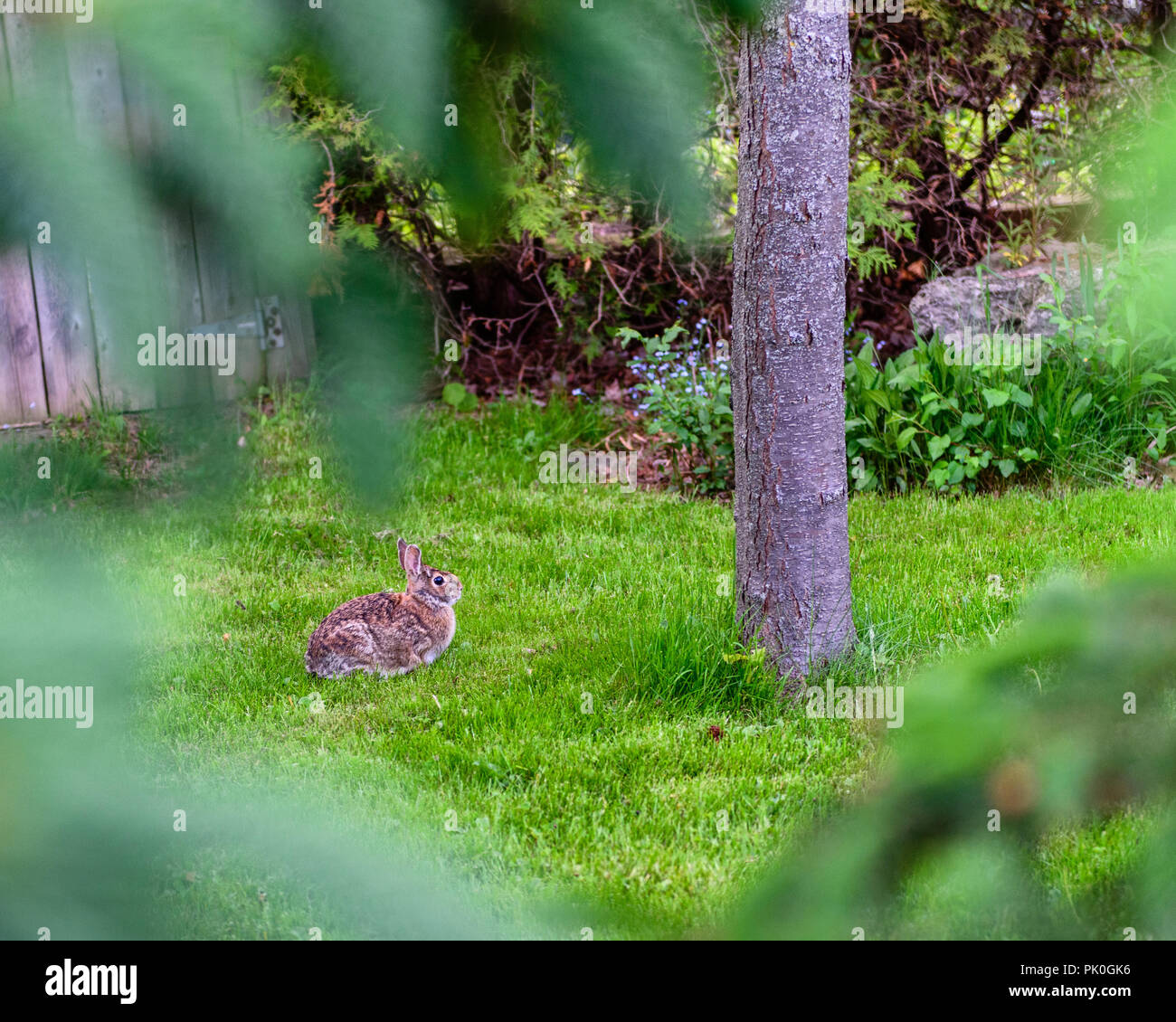 Conejito sentado en la hierba junto a un árbol, visto a través de algunos árboles Foto de stock