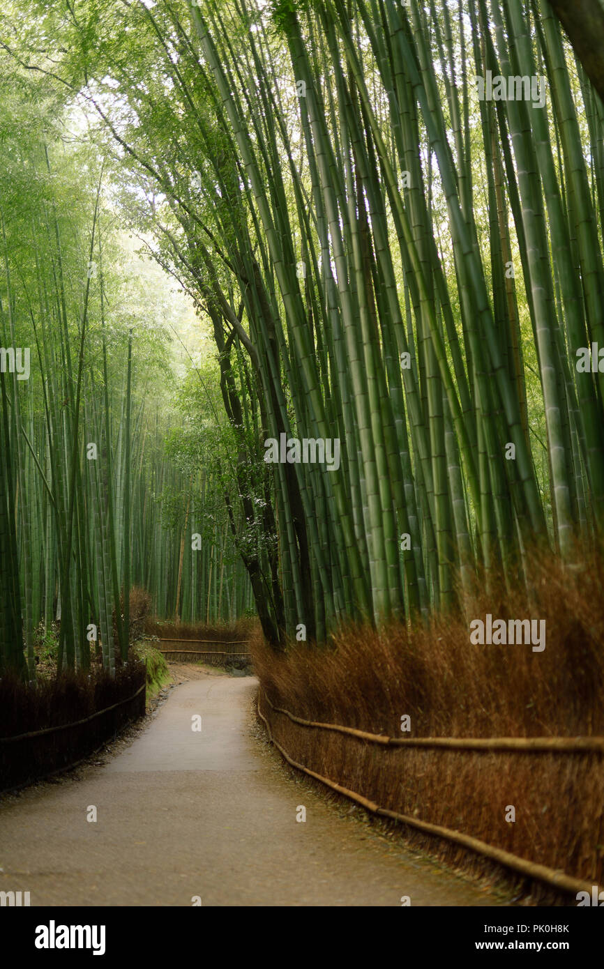 Ruta del Bosque de bambú Arashiyama tranquilo paisaje artístico en Kyoto, Japón. Foto de stock