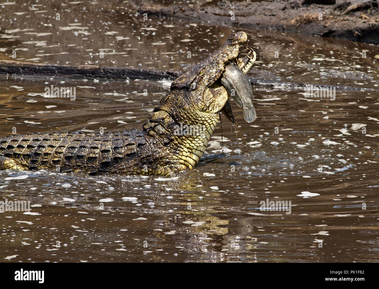 Un cocodrilo grandes tragos bajando una gran bagre, el alimento básico de  su dieta oportunista muy variadas Fotografía de stock - Alamy