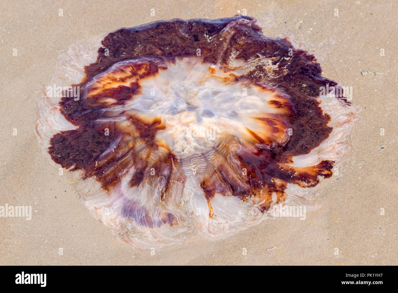 Lion's Mane Medusa Cyanea en capillata varados en la playa Foto de stock
