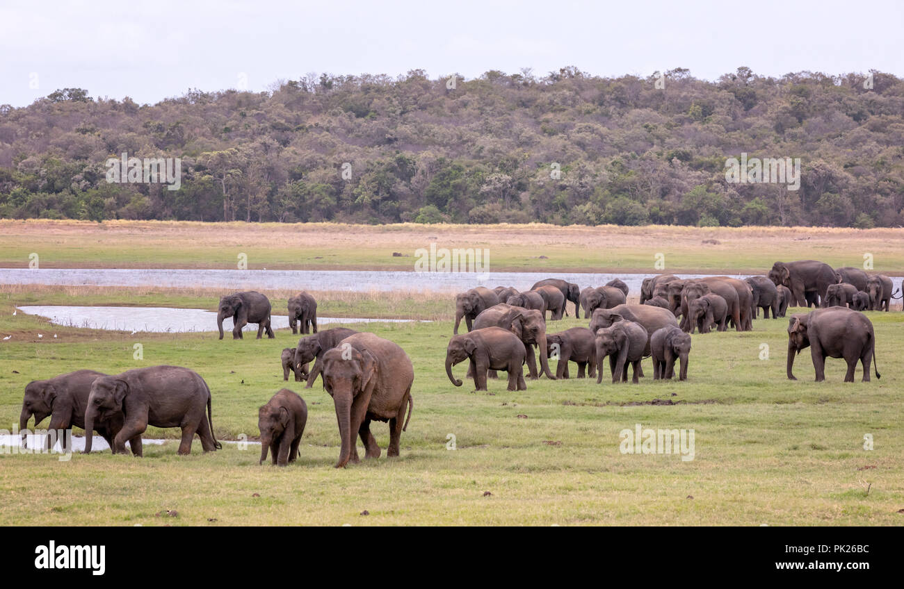 Los elefantes de Sri Lanka (Elephas maximus maximus) en el Parque Nacional de Minneriya, Sri Lanka Foto de stock