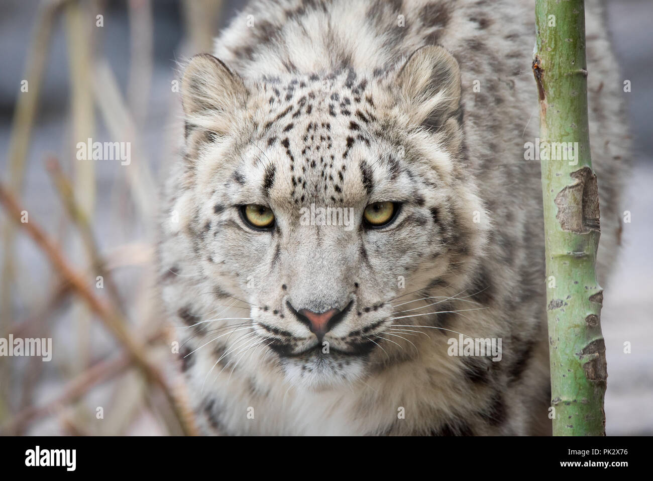 Un Snow Leopard explora su hábitat en el Zoológico de Toronto donde es parte de un exitoso programa de cría en cautividad de esta especie vulnerable. Foto de stock