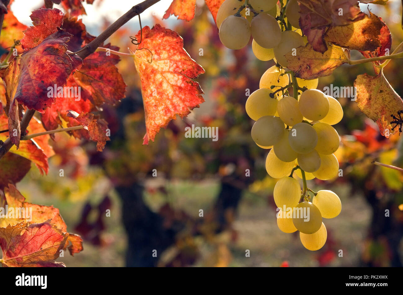 De Uva Blanca Vitis Vinifera Otono Francia Raisin Blanc Automne Fotografia De Stock Alamy