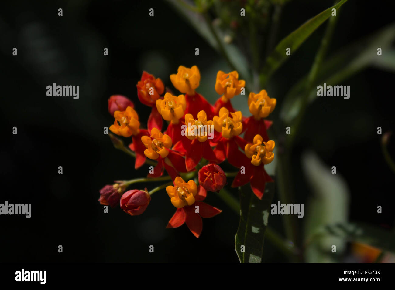 Flores amarillas y rojas en la Antigua, Guatemala Fotografía de stock
