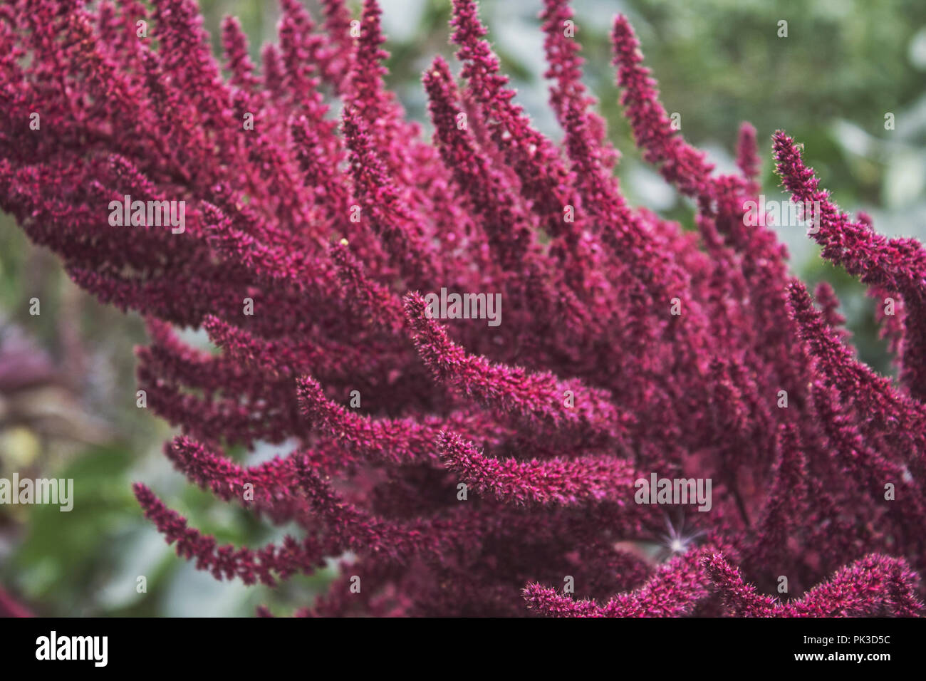 Las inflorescencias púrpura ornamentales del amaranto. Brillante blossom esponjosas. Planta de púrpura. Foto de stock