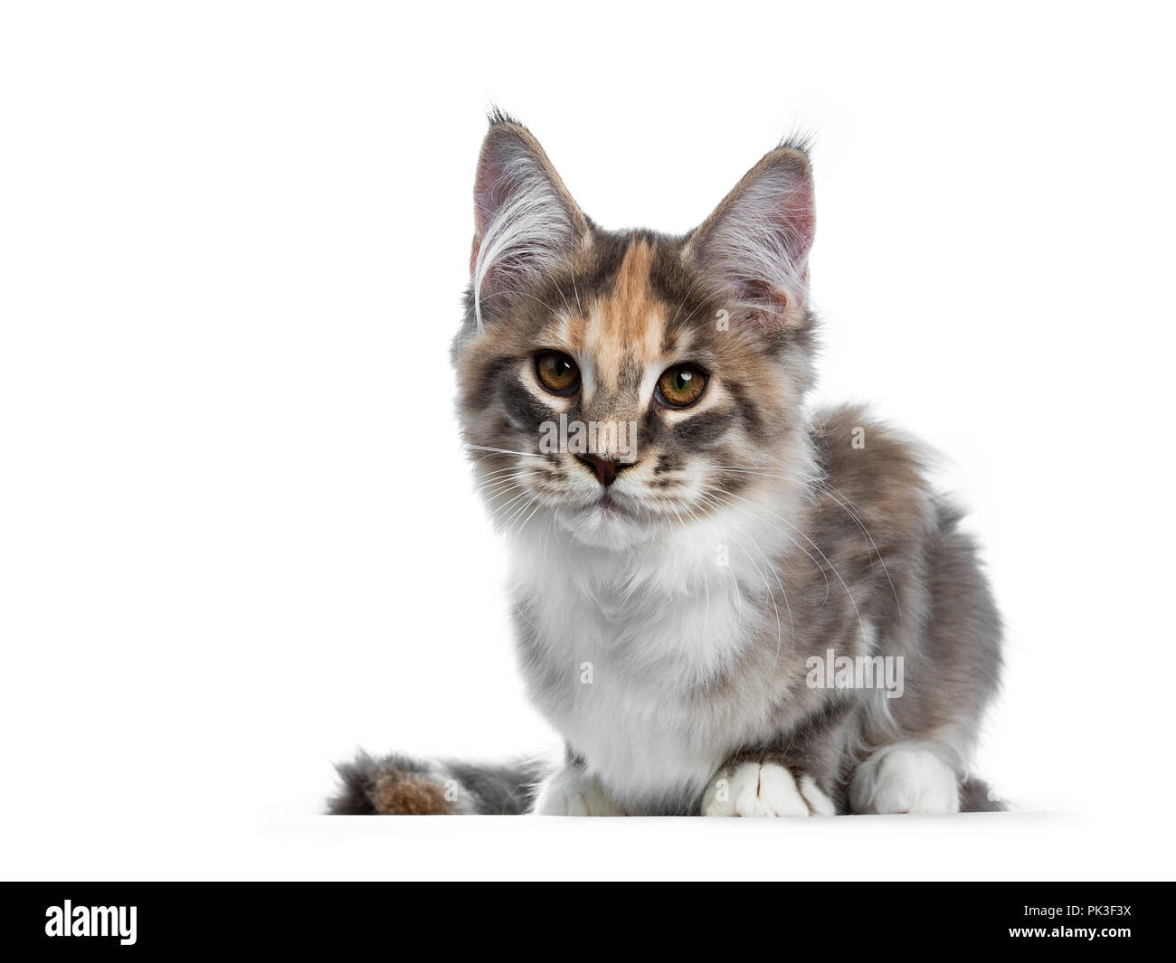 Precioso Azul Atigrado Tortie Gatito Gato Maine Coon Chica Sentar