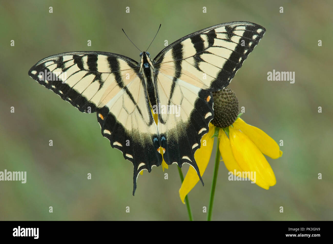 Tigre oriental especie Butterfly (Papilio glaucus) de cabeza gris (Ratibida Coneflower pinnata), E EE.UU., por omitir Moody/Dembinsky Foto Assoc Foto de stock