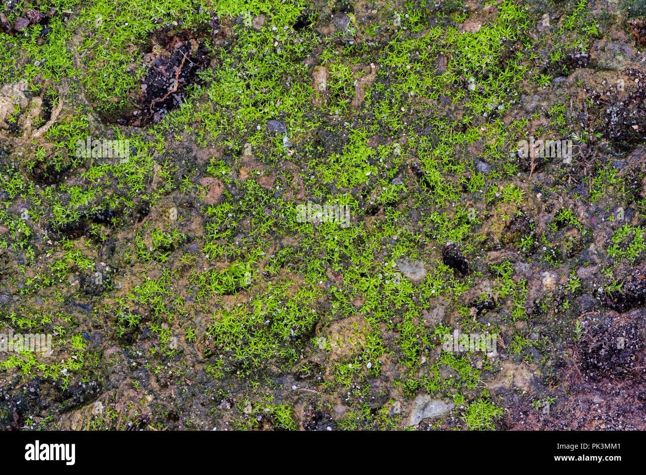 Resumen Antecedentes coloridos de musgo de roca de toba volcánica Foto de stock