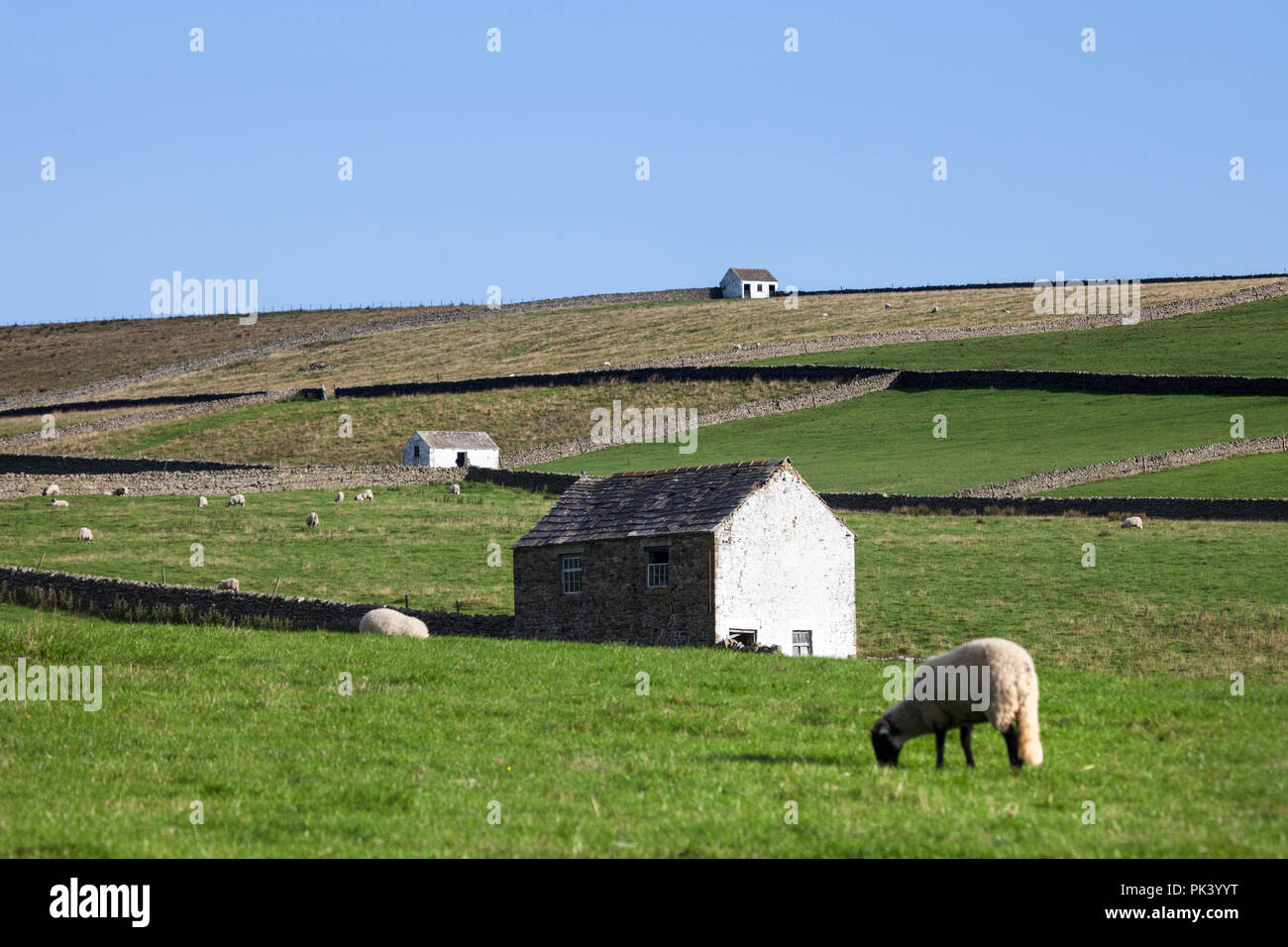 Encaladas tradicionales graneros con el pastoreo de ovejas, Bowlees, Upper Teesdale, Condado de Durham, Reino Unido Foto de stock