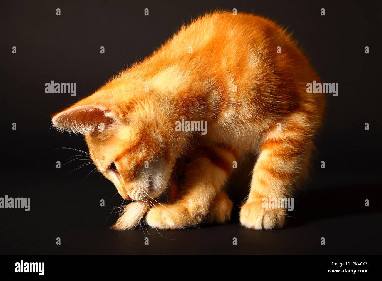 Jengibre mackerel tabby12 semana vieja gatito aislado en un fondo negro Foto de stock