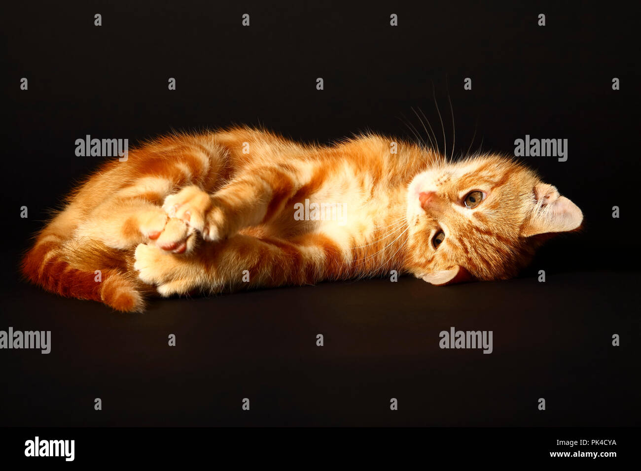 Jengibre mackerel tabby12 semana vieja gatito aislado en un fondo negro Foto de stock