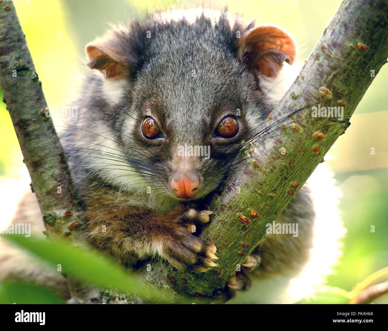 Possum de ringtail en un arce japonés del patio trasero. La possum del ringtail es común en Australia oriental pero generalmente solamente en la noche. Foto de stock