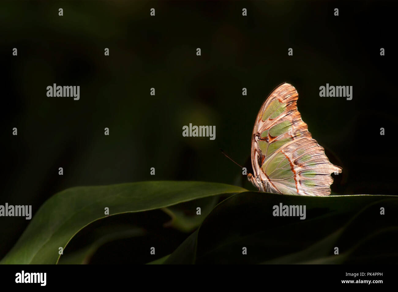 Una soleada juniper eumaeini (Callophrys gryneus) posado sobre hojas de follaje tropical en Florida. Foto de stock