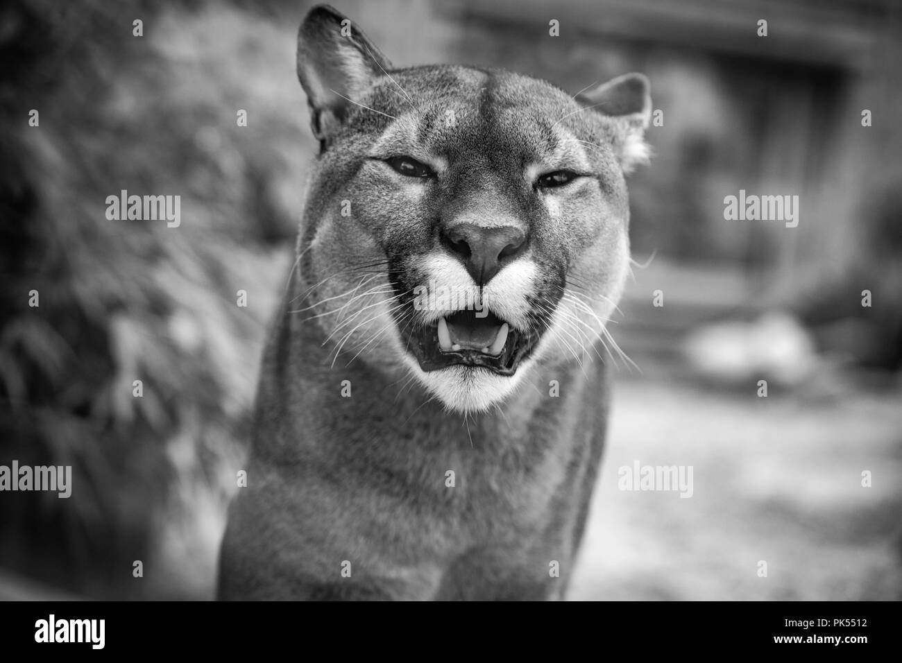 Puma en blanco y negro Fotograf a de stock Alamy