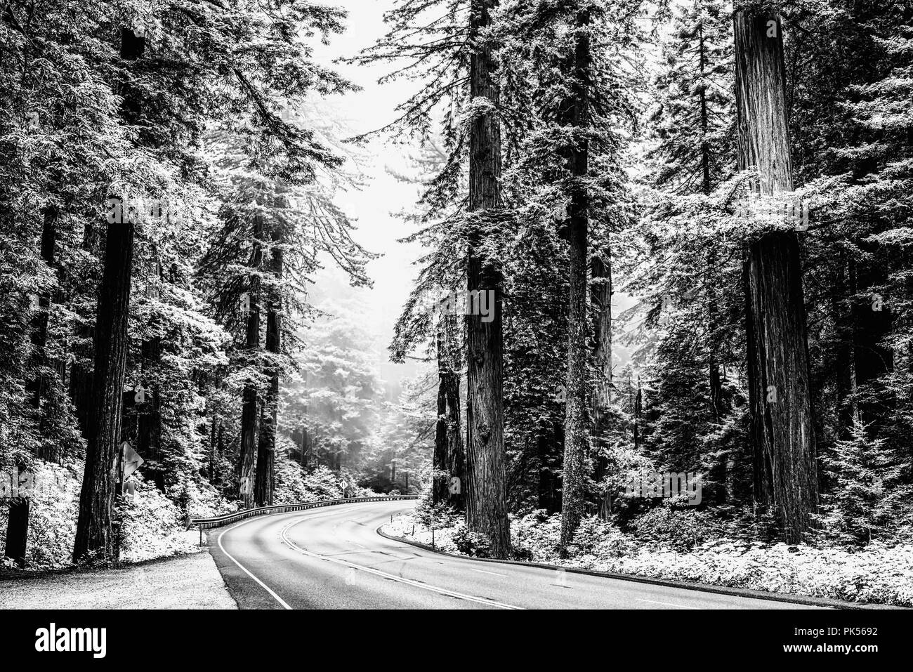 Ee.Uu. Ruta (Autopista) 101 corriendo a través de la Redwood Parques Nacionales y Estatales en el norte de California, Estados Unidos. Foto de stock