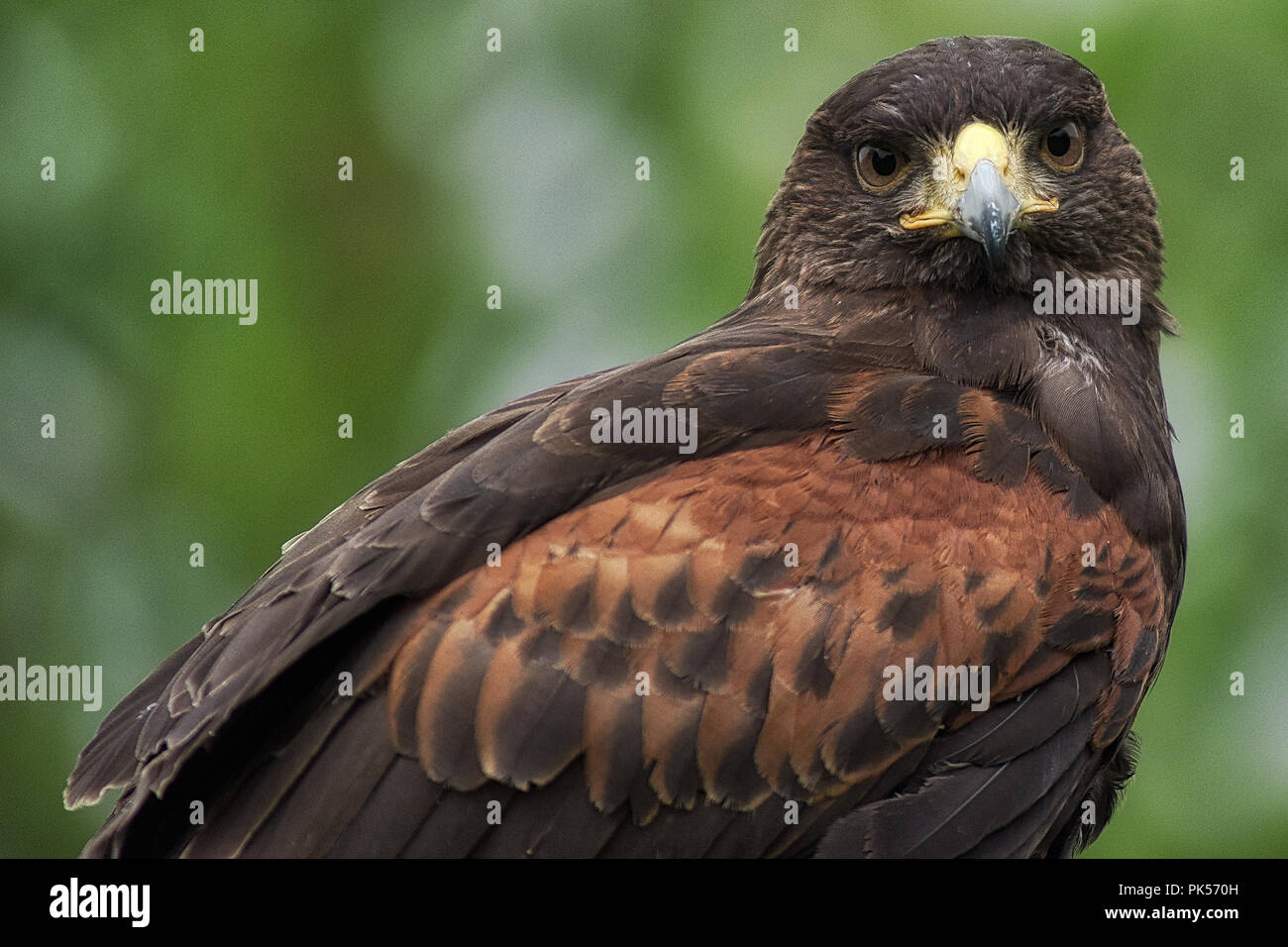 Cetrería harris halcón fotografías e imágenes de alta resolución - Alamy