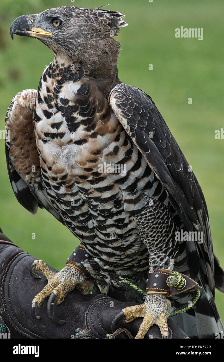 Coronado Eagle Hawk muestran a una exhibición de cetrería Fotografía de