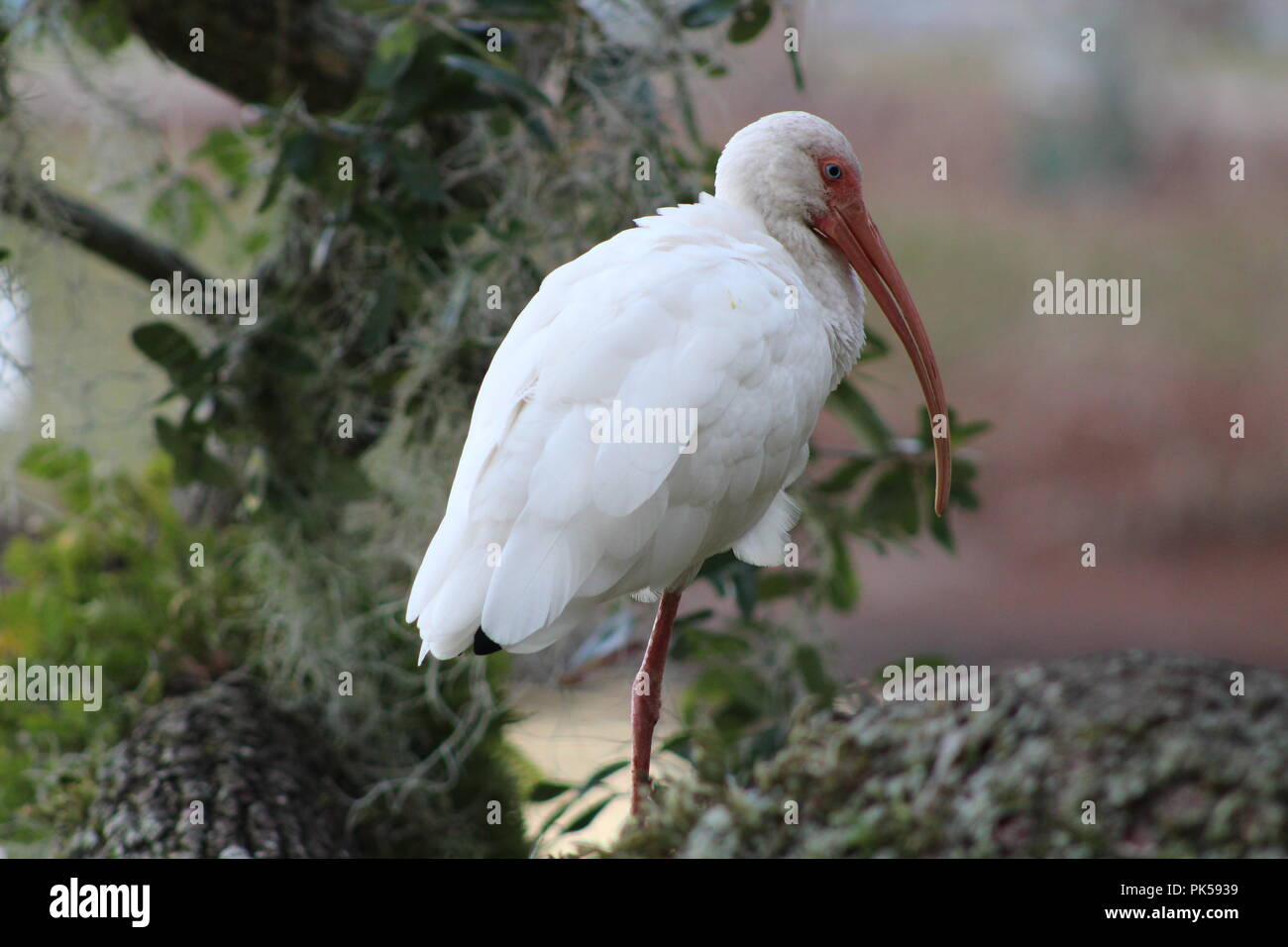 Ibis Blanco posado en la rama de un árbol Foto de stock