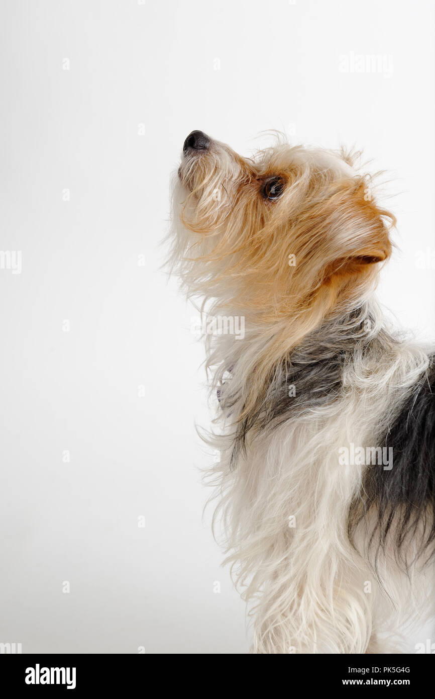 Pequeña terrier lindo perro mirando hacia arriba esperando algo en la vista lateral, la mendicidad, rogando, Foto de estudio sobre fondo blanco. Foto de stock