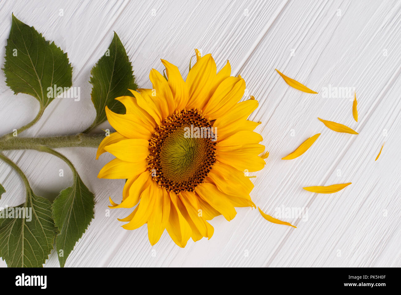 Girasol caído fotografías e imágenes de alta resolución - Alamy