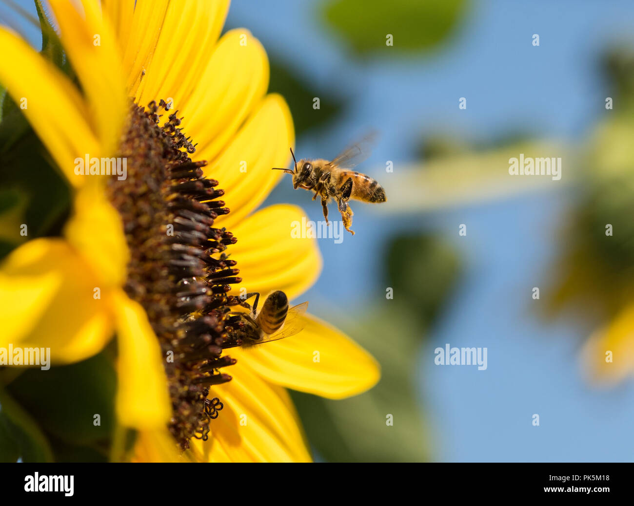 La abeja melífera (Apis mellifera) en vuelo, flotando en frente de un girasol Foto de stock