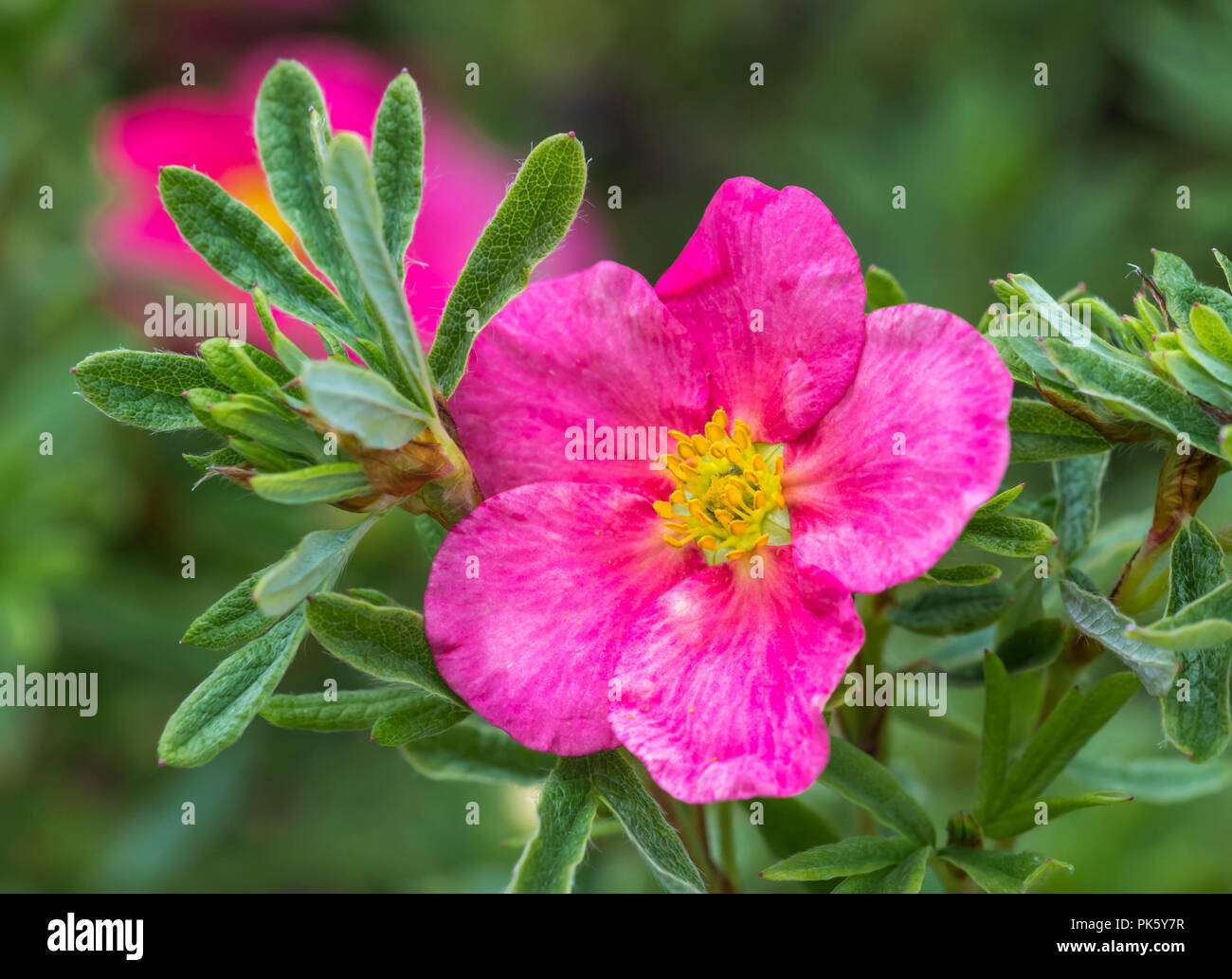 Flor Única de la Potentilla fruticosa "Bellissima" (nombre común: Cinquefoil), un arbusto resistente de color rosa intenso, a principios de otoño en West Sussex, Inglaterra, Reino Unido. Foto de stock