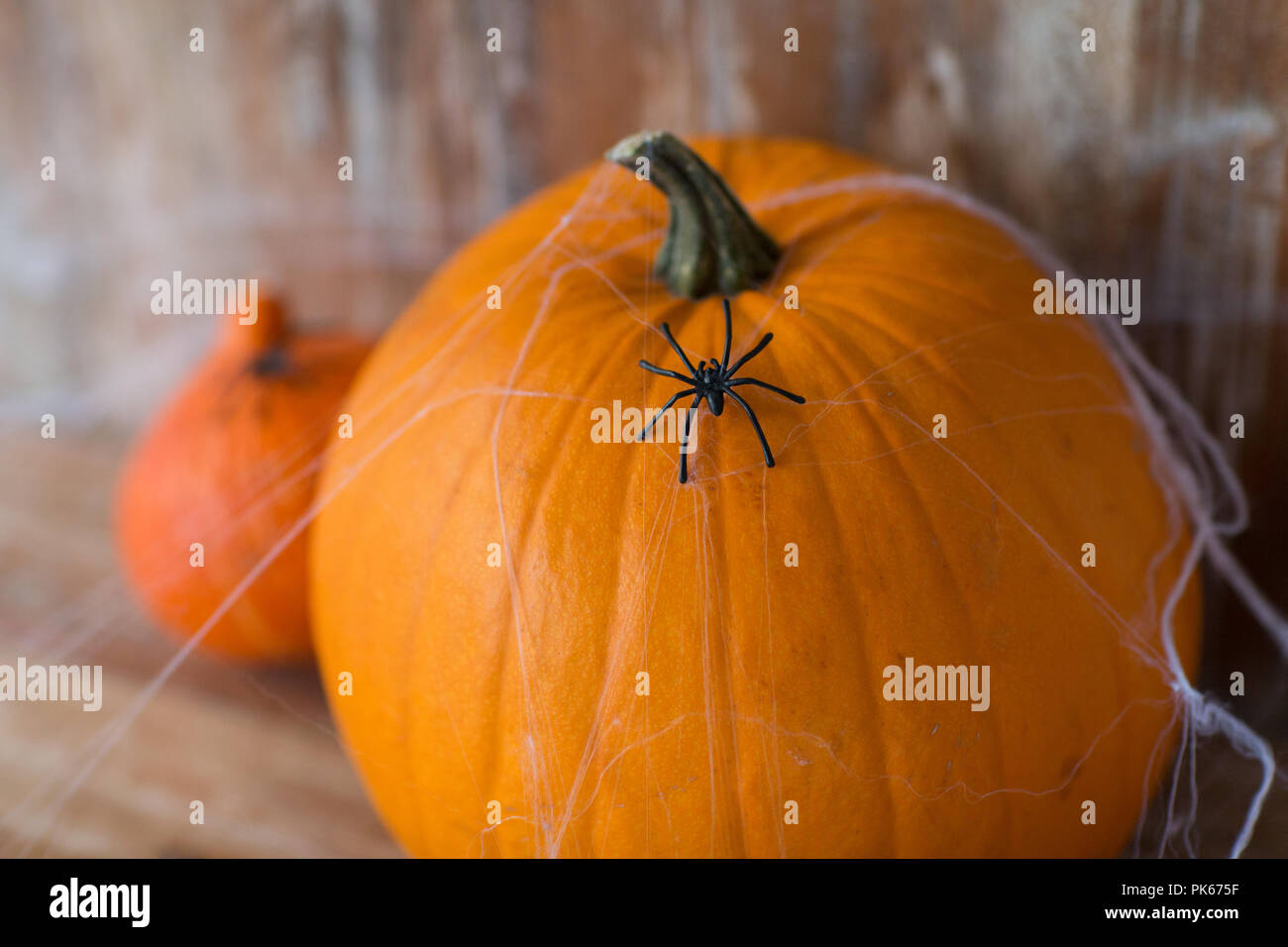 Halloween calabazas con arañas y telas de araña Foto de stock
