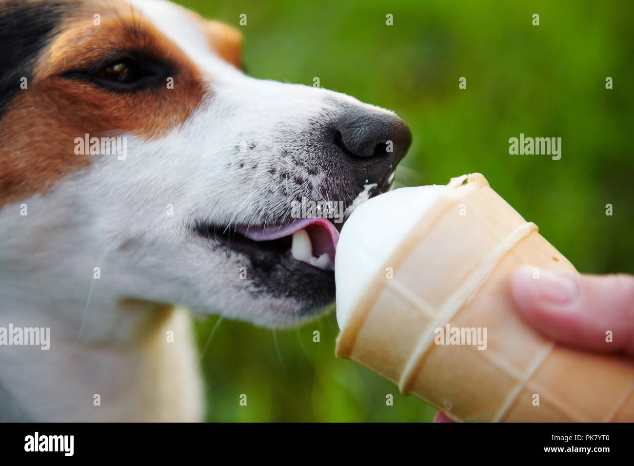 Las razas de perros pequeños Jack Russell Terrier come helado Foto de stock