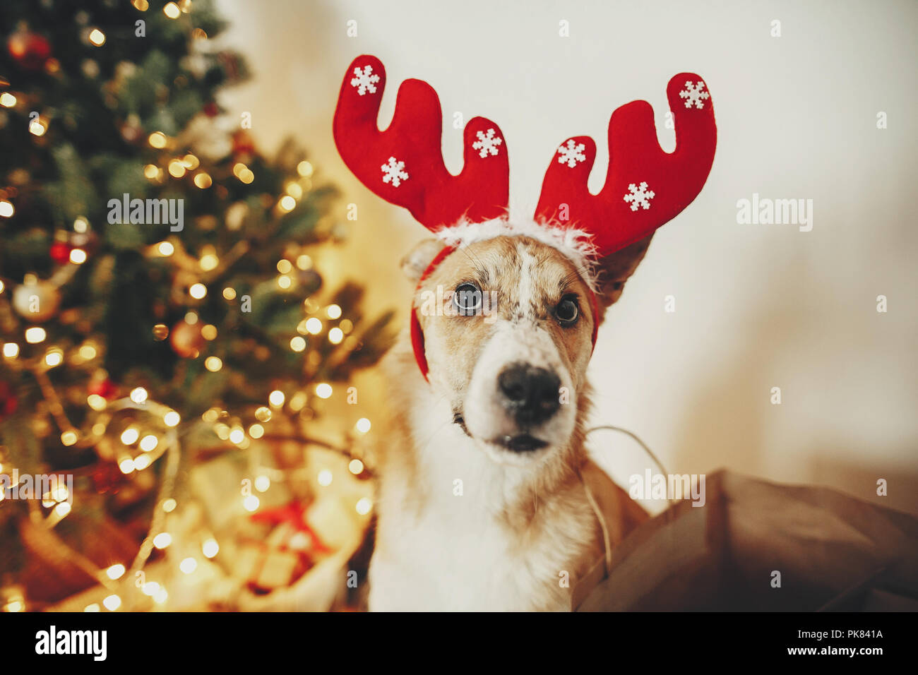 Lindo perro con cuernos de reno sentado sobre oro hermoso árbol de navidad con luces en la sala de fiestas. doggy con adorables ojos en glowi Fotografía de stock -
