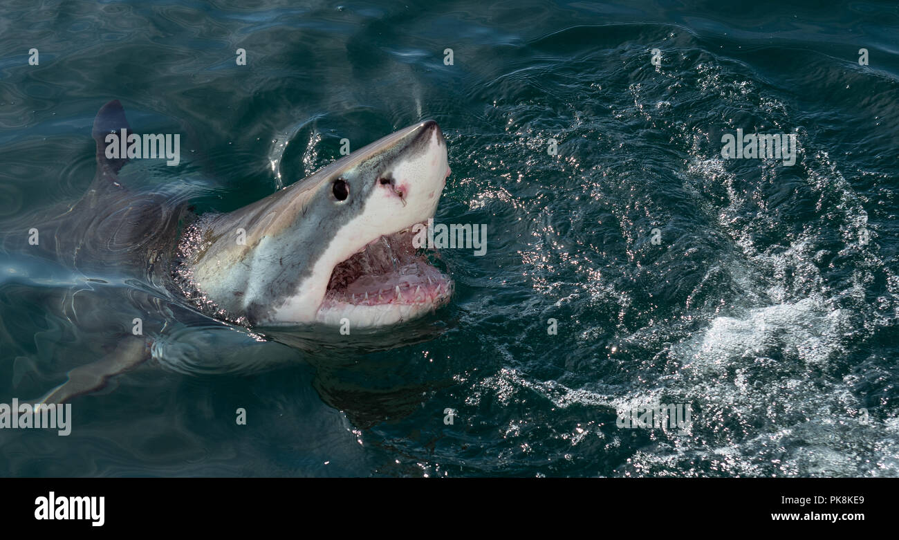 Gran tiburón blanco, Carcharodon carcharias, con la boca abierta. Gran Tiburón Blanco (Carcharodon carcharias) en aguas del océano un ataque. La caza de un gran Wh Foto de stock