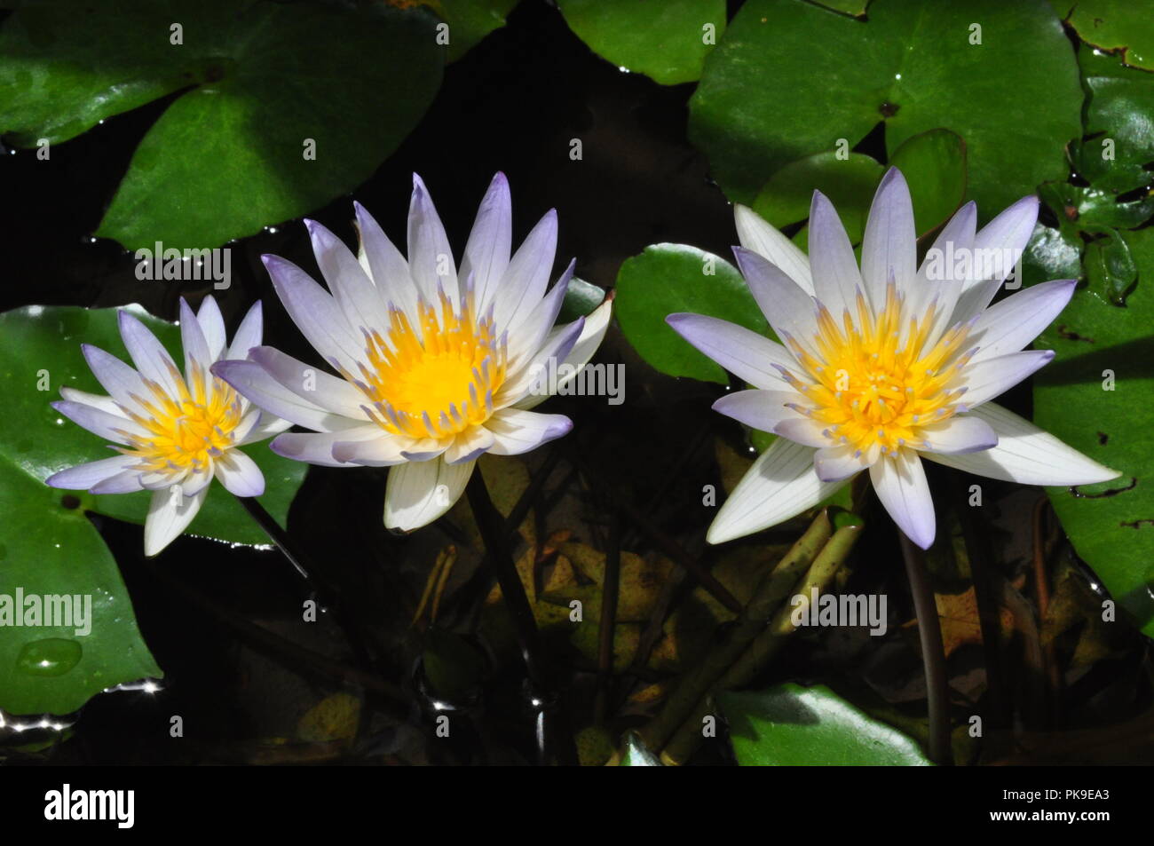 Tres flores de loto, Bang Lamung, Chonburi, Tailandia, plantas de agua, repelente al agua, deja Lotuseffekt, Gran florece, florece White-Purple,Color Foto de stock