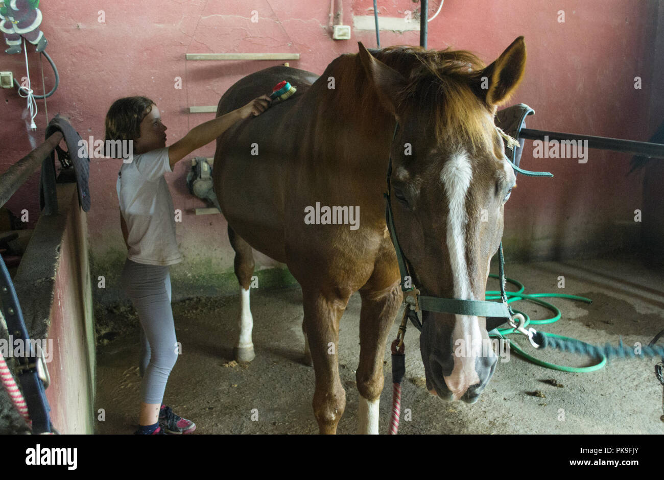 Little Girl limpieza de un caballo en el establo Foto de stock