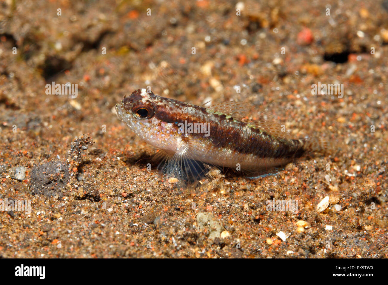 Goby, rayas Asterropteryx striatus. Tulamben, Bali, Indonesia. Bali, mar, océano Índico Foto de stock