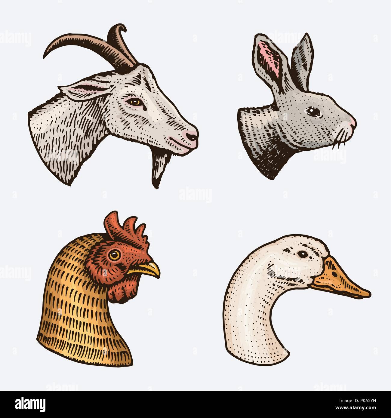 Los animales de granja. Cabeza de una cabra doméstica polla goose conejo.  Logotipos o emblemas para cartel. Conjunto de iconos para el menú. grabado  dibujado a mano en el viejo sketch de