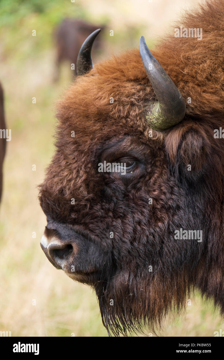 Un wisent el bisonte europeo se encuentra en el parque natural de la Maashorst, Países Bajos Foto de stock