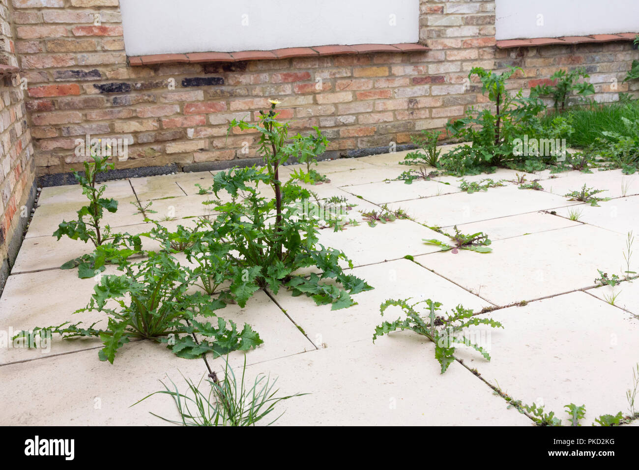 Las malas hierbas crecen en el patio pavimentado Foto de stock