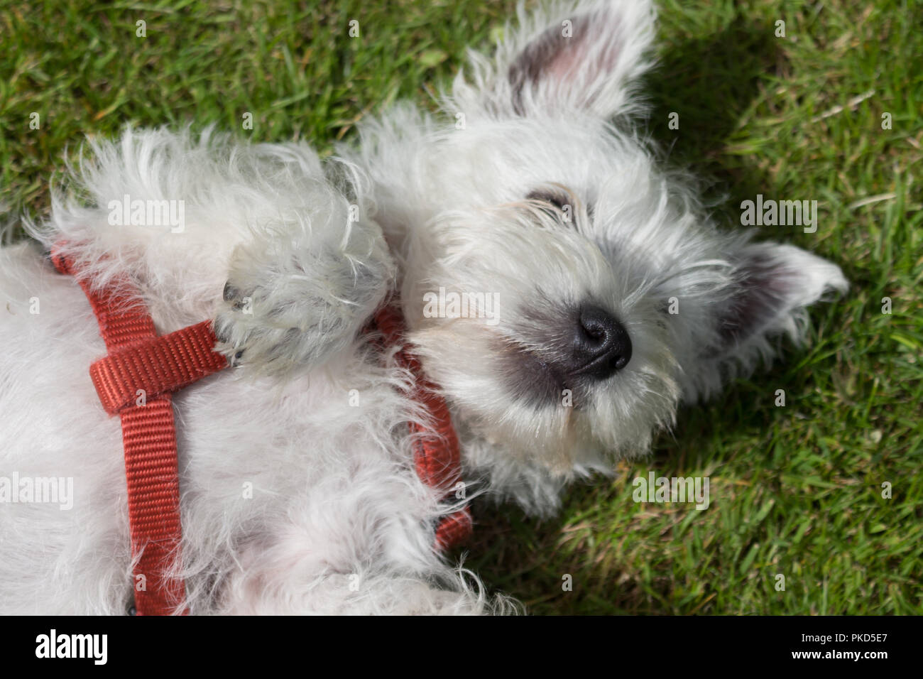 West Highland White Terrier, comúnmente conocido como Westie. Acostado sobre la espalda en la hierba con un mazo de cables de color rojo. Foto de stock