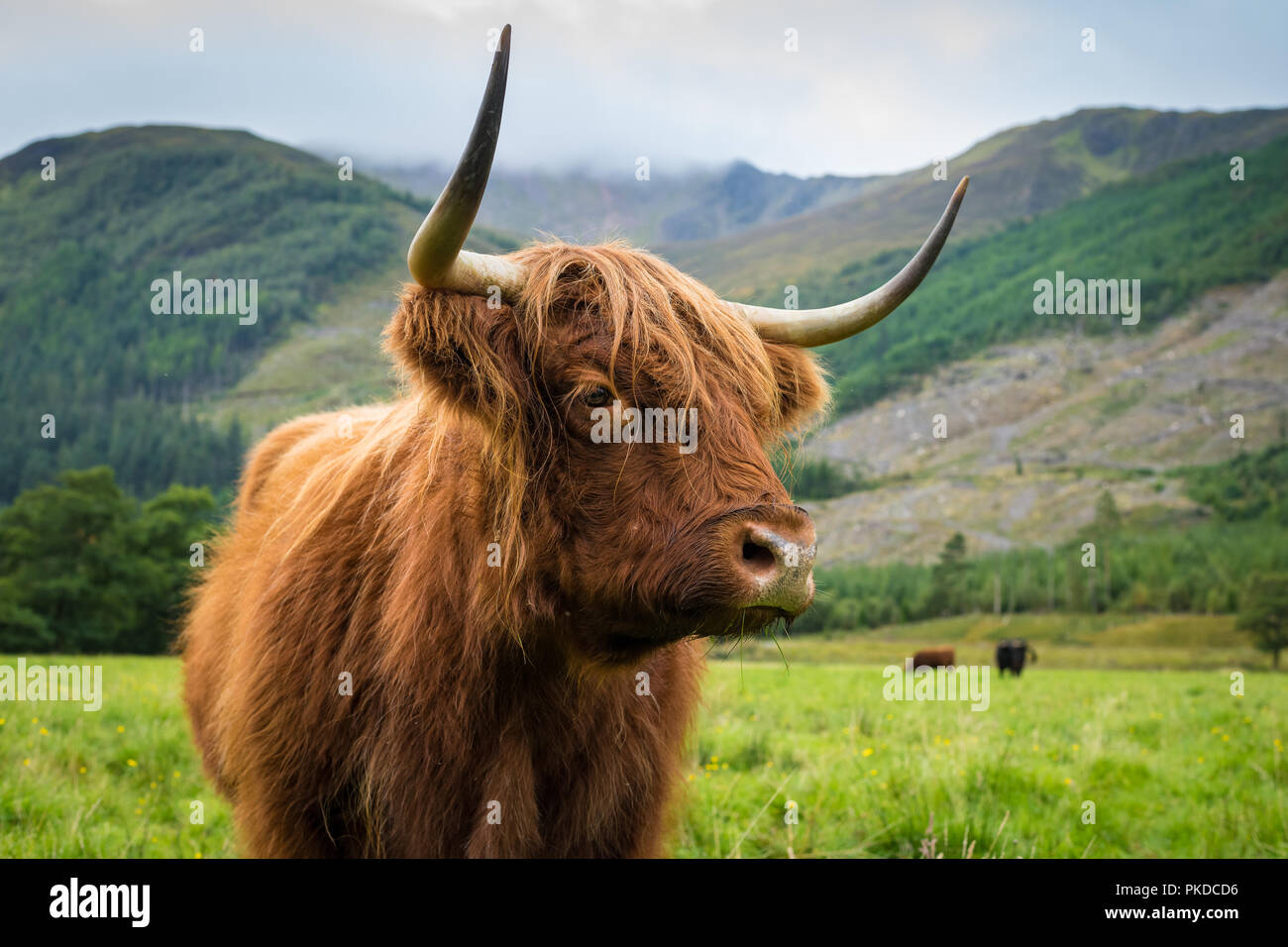 Scottish Highland ganado, Ben Nevis, Scottish Highlands, Scotland, Reino Unido Foto de stock