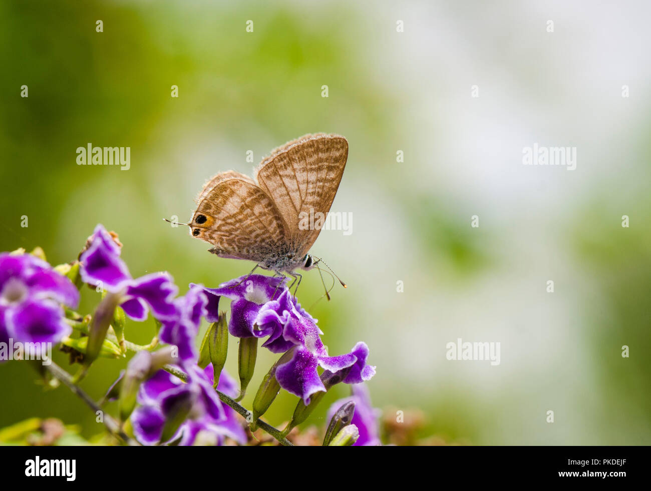 Lampides boeticus, arveja mariposa azul, o long-tailed azul, Andalucía, España. Foto de stock