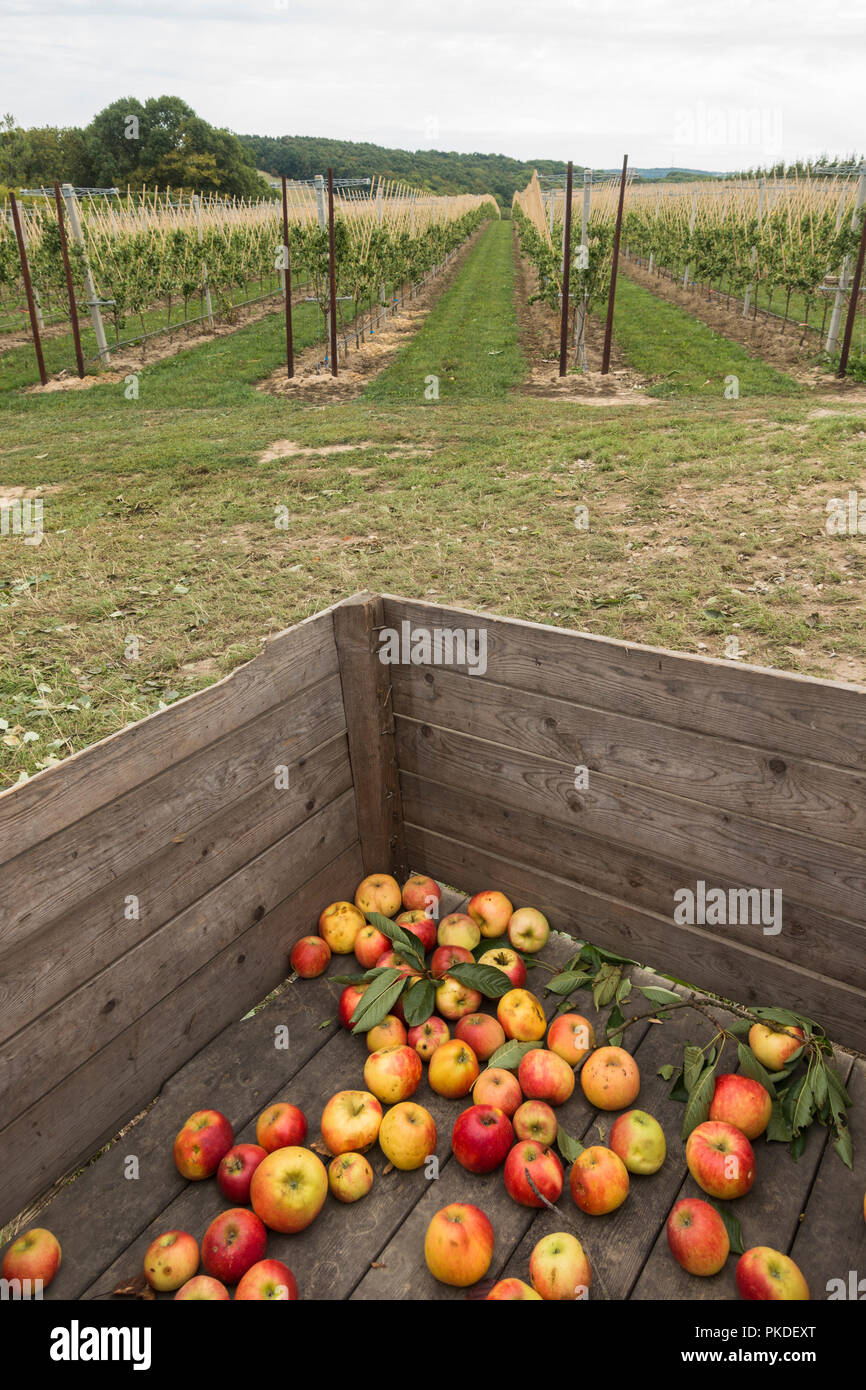 Caja de madera con manzanas en granja de frutas con jóvenes el cultivo de manzanos detrás. Limburgo (Países Bajos). Foto de stock
