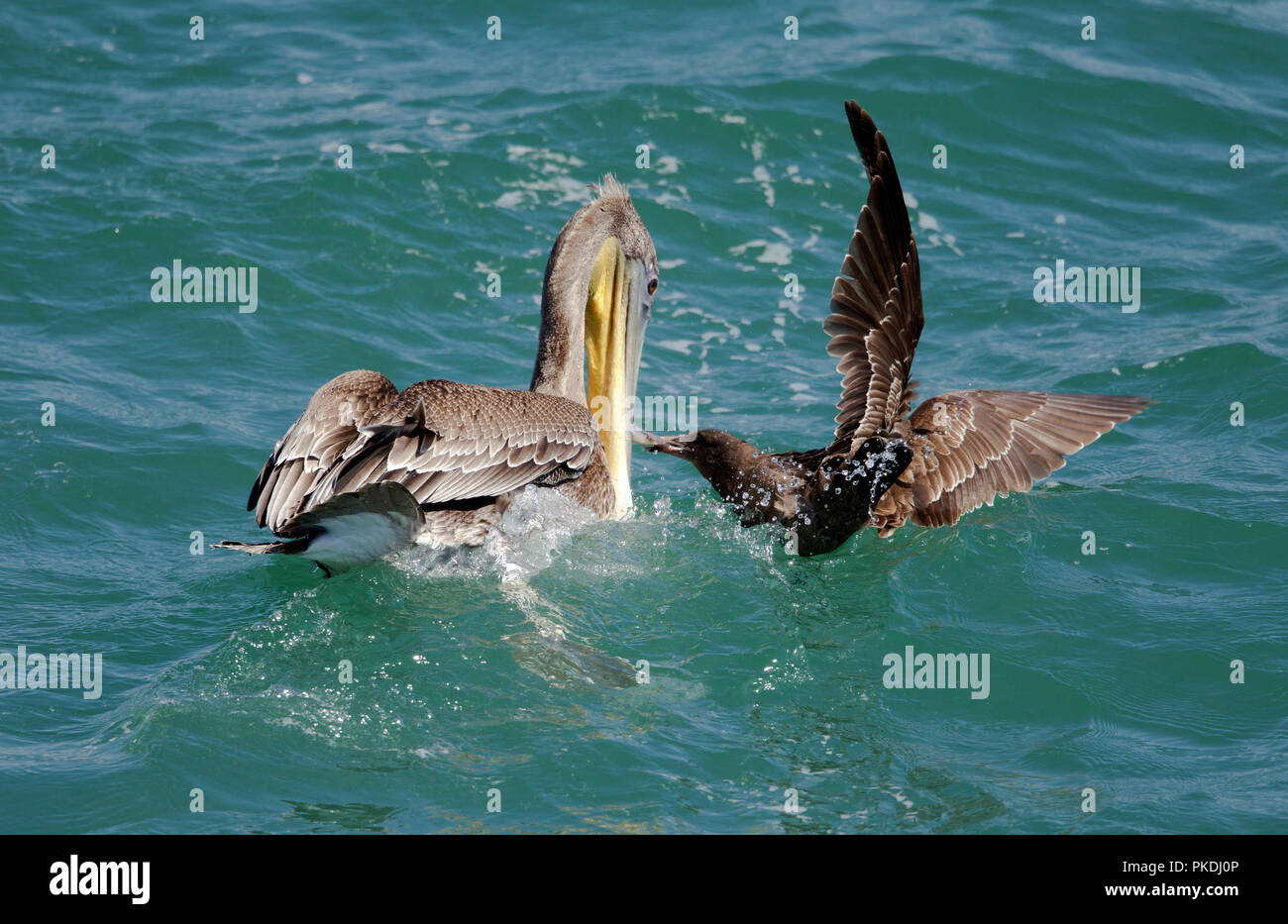 La Gaviota Heermann intentando robar pescado de pelicano café Foto de stock