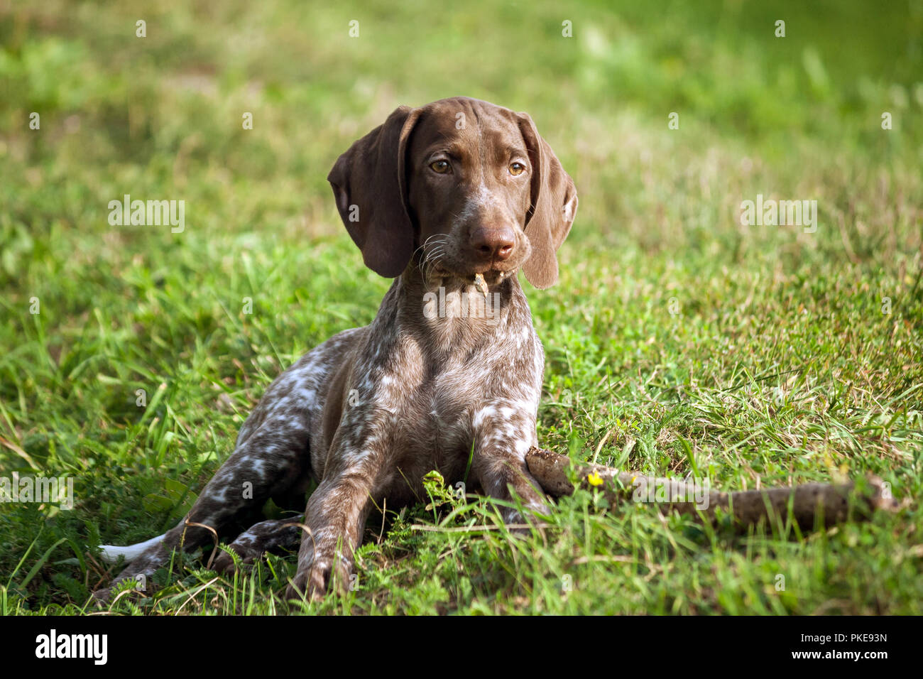 Braco Alemán, uno kurtshaar manchado marrón cachorro yace sobre la hierba  verde junto al palo, en la boca de los trozos de madera carcomido, mira  Fotografía de stock - Alamy