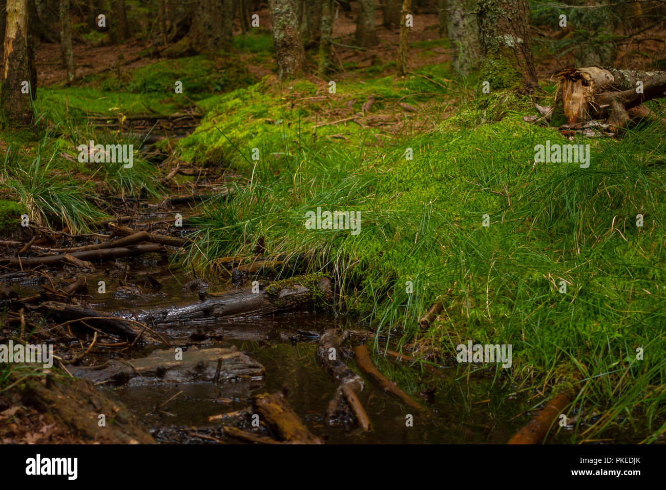 Riachuelo en maderas, iluminadas por el sol brillante de musgos y árboles Foto de stock