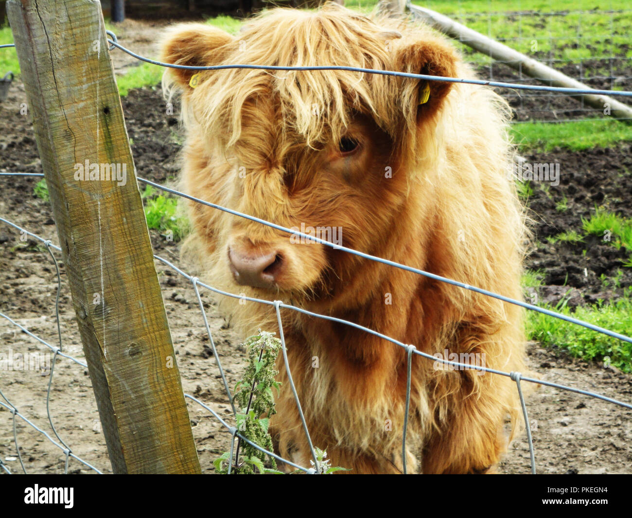 Bebé highland cow encontrado en Escocia. Lindo bebé en una granja de ganado Scotish. Foto de stock