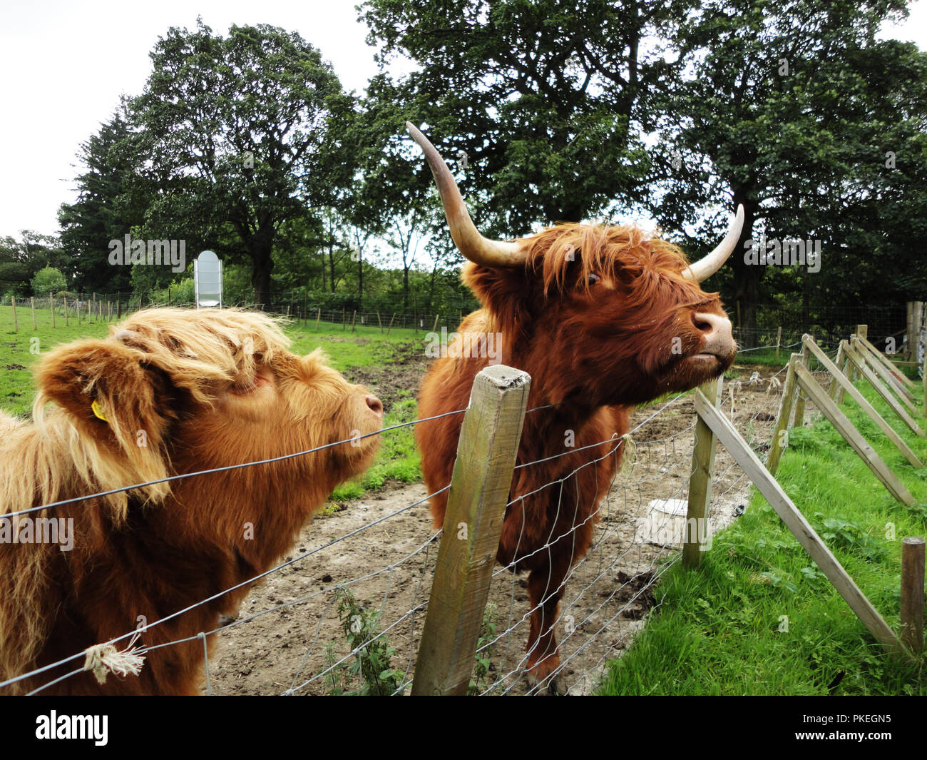 Highland ganado en el Scottish country side Foto de stock