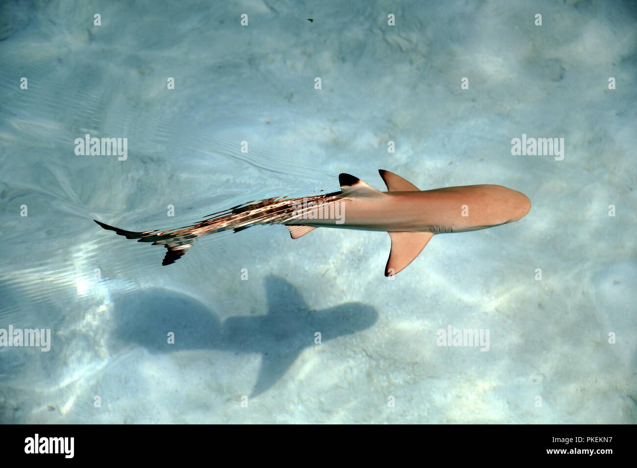 Bebe Tiburon Blanco Fotos E Imagenes De Stock Alamy