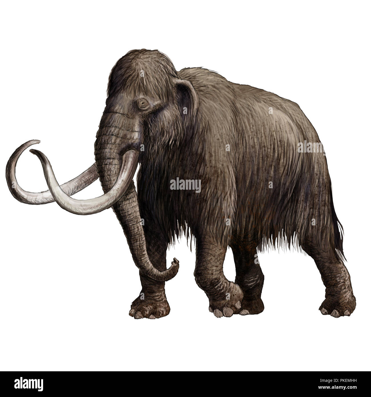 Ilustración digital de un Mamut extincted Foto de stock