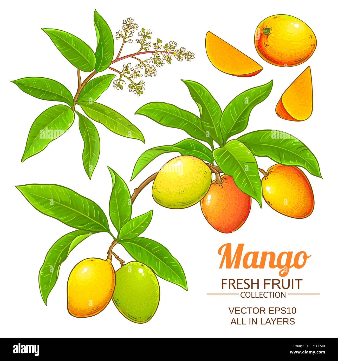 Planta de mango Imágenes vectoriales de stock - Alamy