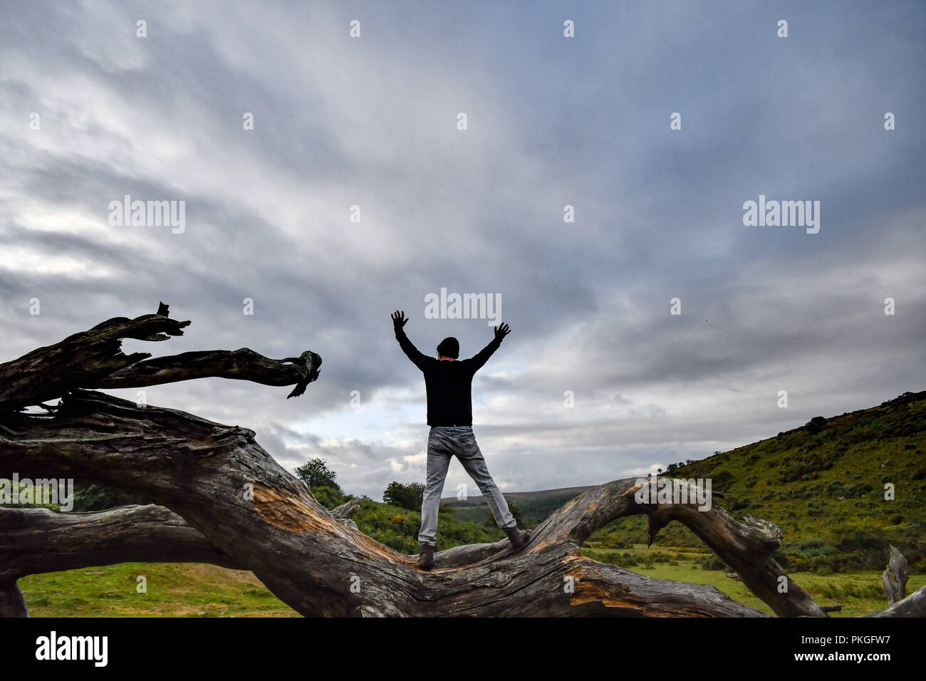 Hombre de pie sobre el árbol caído en Dartmoor, mirando hacia un cielo nublado Foto de stock