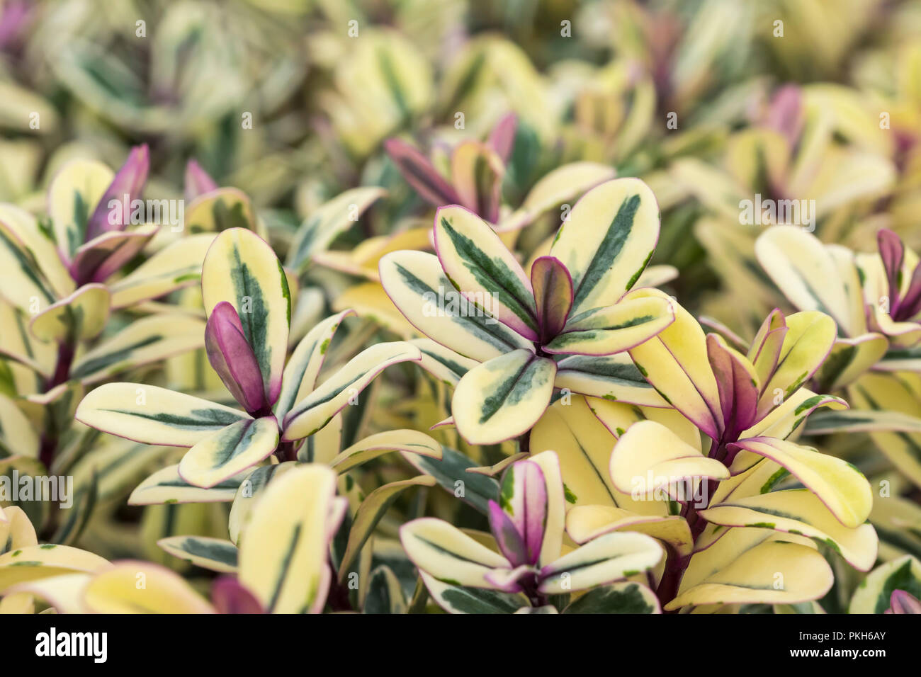 Hebe franciscana 'Tricolor' ('Tricolor'), una planta arbustiva siempreverde hebe a principios de otoño en West Sussex, Inglaterra, Reino Unido. Foto de stock